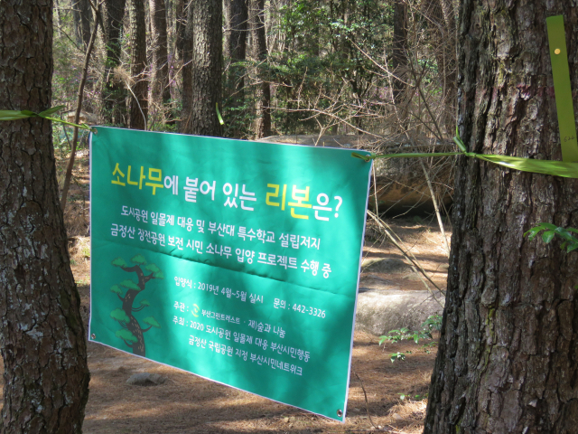 부산 금정구 장전공원의 ‘시민 소나무 입양 프로젝트’ 대상 소나무. 부산그린트러스트 제공