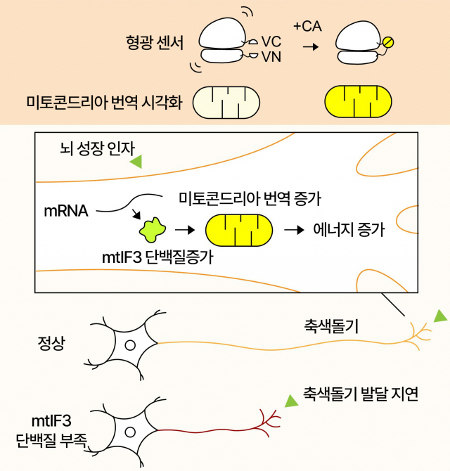 [연구그림]  The principle of a fluorescent sensor to visualize mitochondrial translation and the effect of regulating neuronal growth by promoting mitochondrial translation of mtIF3 protein.  Provided by UNIST