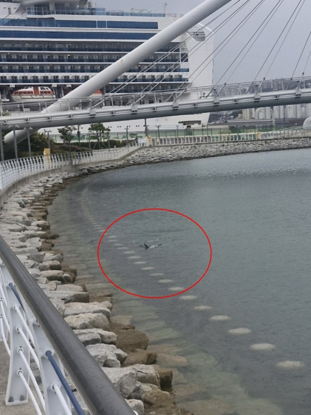18일 오전 9시께 부산 동구 북항 친수공원에 살아있는 상어가 출현했다는 행인 신고가 접수됐다. 부산해양경찰서 제공